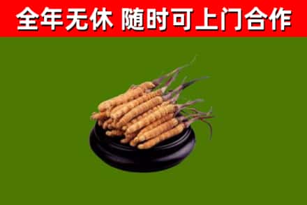 南郑烟酒回收冬虫夏草.jpg